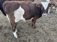 โคเนื้อ (เป็นล็อต, ไม่ระบุเพศ), Simmental cattle — รูปภาพ 3