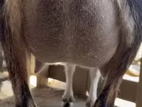 بز ماده, Alpine goat — عکس 3