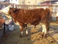 گاو نر, Simmental cattle — عکس 1