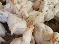Chickens — fotografija 3