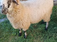 مینڈھا, بھیڑیں — تصویر 3