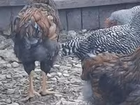Chickens — fotografija 3