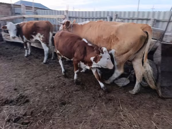 암소, Latvian Blue cattle
