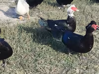 مسکوی خانگی — عکس 3