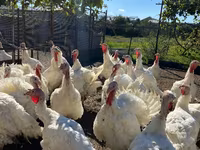Turkeys — photo 2