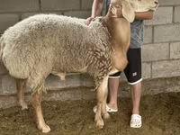 Kambing jantan, Arashan sheep — foto 4