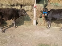 Krava, Alatau plemeno — foto 2