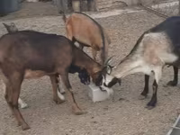 Goat, Goats — photo 3