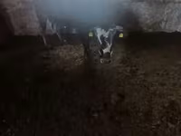 Lo’, Cattle — sawirka 7