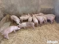 Säue, Schweine — Foto 1