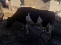 Vacă, Russian Black pied cattle — foto 1