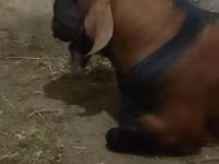 ছাগল, Nubian Goat — ছবি 4