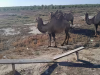 Cămilă femelă, Kazakh Bactrian camel — foto 2