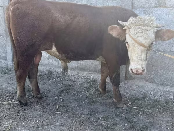 Бух, Казах цагаан толгойт үхэр