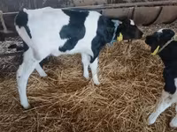 Bou, Russian Black pied cattle — foto 3