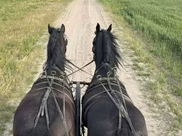 Kůň, Friesian
