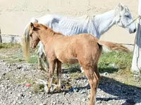 კვიცი, Horse breed — ფოტო 2