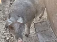 خوک ماده, Крупная белая — عکس 3
