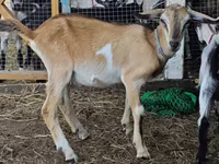 Dê đực, Nubian Goat — ảnh 1