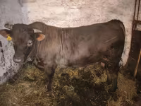 گاو نر, Charolais cattle — عکس 8