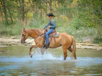 Stute, Quarter Horse — Foto 2