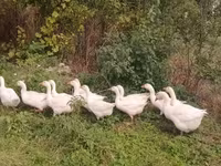 Geese — 照片 2