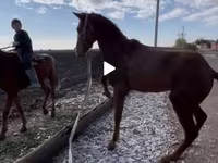 Koń, Kyrgyz Horse — zdjęcie 1