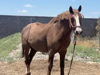 Cavallo, Kazakh horse — foto 2