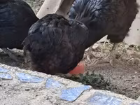 Chickens — Foto 1