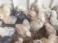 Chickens — foto 7