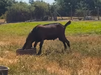 Kozel, Nubian Goat — foto 1