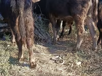 ثور, Simmental cattle — الصورة 7