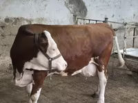 Ταύρος, Simmental cattle — φωτογραφία 2