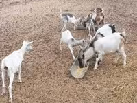 ஆண் வெள்ளாடு, வெள்ளாடுகள் — புகைப்படம் 2