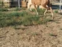 Yegua, Dutch warmblood horse — foto 7