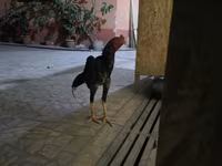 Chickens — Foto 1