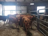 วัวตัวเมีย, Simmental cattle — รูปภาพ 1