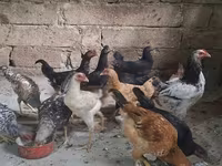 Chickens — عکس 1