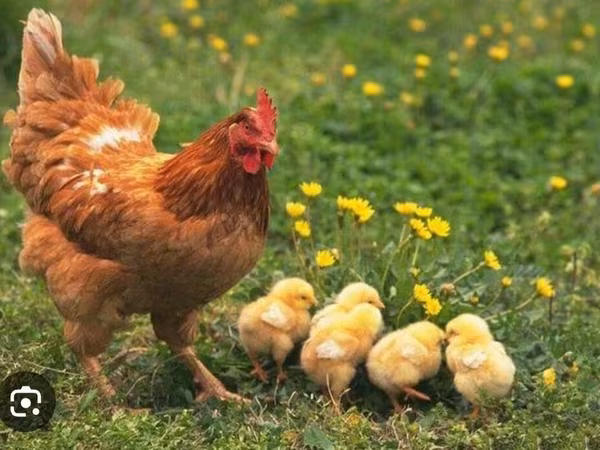 Chickens — Azerbaijan