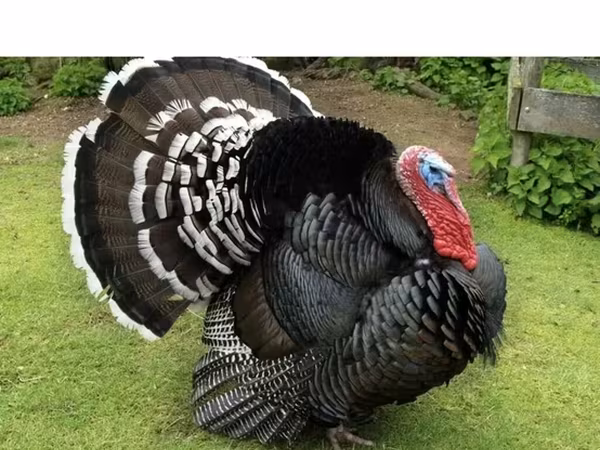Turkeys — Kyrgyzstan