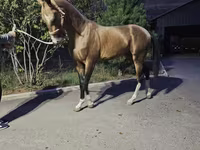Kuda jantan, Akhal-Teke — foto 1