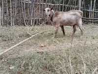 แพะ (เป็นล็อต, ไม่ระบุเพศ), แพะ — รูปภาพ 3