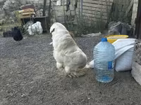 Chickens — fotografija 3