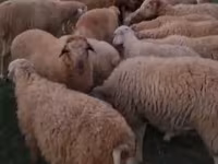 Wad, Sheep — sawirka 2