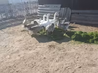 Geese — foto 3