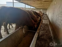 گاو نر, Simmental cattle — عکس 2