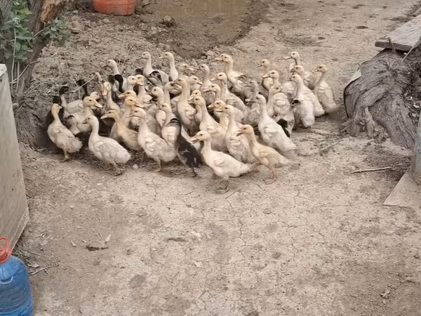 Německý pekin