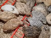 Quails — عکس 5