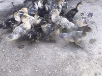Ducks — zdjęcie 8