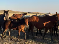 Faras dhaddig, Horses — sawirka 7
